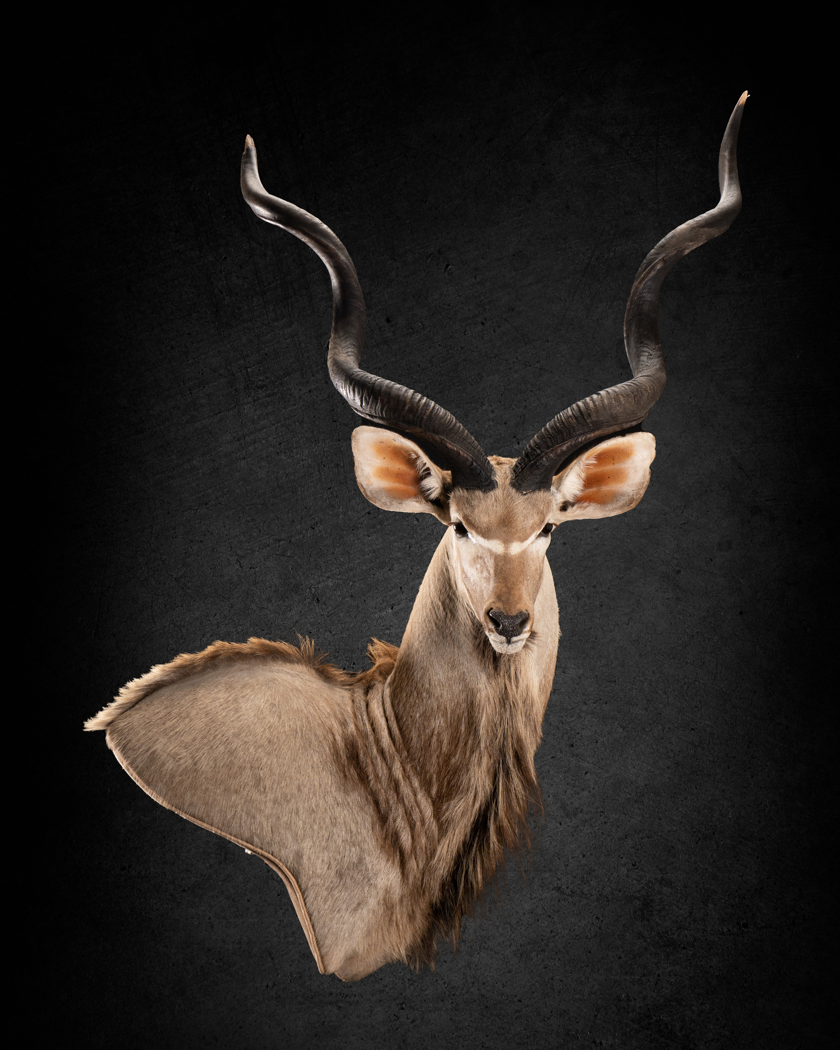 Kudu Wall pedestal Right Shoulder Splitting Image Taxidermy